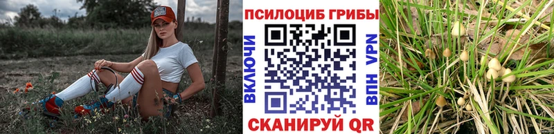 MEGA ссылки  Камышлов  Галлюциногенные грибы Magic Shrooms  наркошоп 